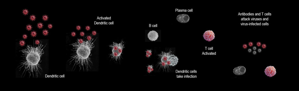 Dendritic cells, often hailed as the sentinels of the immune system, represent one of the most crucial and dynamic components in the body’s defense mechanism. These unique and specialized cells are responsible for bridging the innate and adaptive immune systems, playing an essential role in both initiating and regulating immune responses. Their primary function is to act as messengers, capturing and processing antigens—tiny fragments of foreign invaders, such as bacteria, viruses, or even abnormal, damaged cells—and presenting these antigens to other immune cells, such as T cells and B cells. This process is fundamental for triggering the adaptive immune response, which is tailored specifically to each pathogen or threat, ensuring the body mounts a defense that is both targeted and efficient.

Dendritic cells are distributed across various tissues in the body, particularly in areas that serve as entry points for pathogens, such as the skin, respiratory tract, and mucosal surfaces. They are constantly on alert, patrolling the body’s surfaces and underlying tissues for signs of infection or cellular irregularity. Upon encountering a threat, these cells capture and internalize the foreign material, then undergo a process of maturation. This maturation allows them to migrate to lymph nodes, where they interact with T cells, presenting the processed antigens and activating the adaptive immune response. This activation is not only key to fighting infections but also to initiating long-term immune memory, which allows the body to respond more rapidly and efficiently if the same pathogen is encountered again.

In addition to their role in pathogen defense, dendritic cells also play a critical role in maintaining immune tolerance. They are instrumental in teaching the immune system to distinguish between harmful invaders and the body’s own tissues. This delicate balance is essential for preventing autoimmune diseases, where the immune system mistakenly attacks the body’s own cells. Dendritic cells help to ensure that the immune system tolerates self-antigens—proteins or molecules that originate from the body itself—and does not mount an attack against them. When dendritic cells malfunction or fail in this regulatory role, autoimmune conditions, chronic inflammation, or allergic reactions can occur, as the immune system loses its ability to differentiate between self and non-self.

The potential of dendritic cells extends far beyond their role in immunity. Recent advances in biotechnology and regenerative medicine are exploring their ability to assist in tissue repair, regeneration, and even the treatment of certain cancers. Because dendritic cells are highly versatile and capable of influencing various aspects of immune function, researchers have begun investigating how these cells can be reprogrammed to enhance healing or promote the regeneration of damaged tissues and organs. For instance, through the manipulation of dendritic cells, it may be possible to stimulate the immune system to fight cancer more effectively, enhancing the body’s natural ability to recognize and destroy tumor cells.

One of the most promising areas of research involving dendritic cells lies in the potential for reprogramming them to aid in regenerative medicine. This could involve regenerating damaged organs, repairing tissue injured by trauma or disease, or even addressing the effects of aging. Dendritic cells’ ability to influence tissue regeneration comes from their unique ability to respond to a wide range of biological signals and orchestrate immune responses. By harnessing these capabilities, researchers are investigating how dendritic cells can be trained or modified to promote regeneration at a cellular level, stimulating the repair of damaged tissues or encouraging the body to regenerate lost or aged organs. This could pave the way for treatments that not only repair injury but actually reverse the damage, potentially rejuvenating aging organs or restoring full function to tissues that have deteriorated over time.

Furthermore, dendritic cells’ role in immune modulation makes them an attractive tool in the development of immunotherapies for a range of diseases, particularly cancer. In cancer immunotherapy, dendritic cells can be utilized to prime the immune system to recognize and attack tumor cells. By isolating and modifying these cells to present tumor antigens more effectively, scientists hope to develop more targeted and effective treatments for cancer, potentially leading to therapies that are more personalized, precise, and less toxic than traditional treatments like chemotherapy.

The emerging synergy between dendritic cells and artificial intelligence, particularly in platforms like The Substance, holds the potential to accelerate these breakthroughs even further. AI can play a pivotal role in analyzing vast amounts of data, refining the processes of dendritic cell reprogramming, and optimizing their use in therapeutic applications. With AI’s ability to predict outcomes, analyze complex biological patterns, and simulate regenerative processes, the integration of AI with dendritic cell therapies could expedite the development of more effective and customized treatments. This intersection of biology and technology promises to unlock new levels of precision in regenerative medicine, enabling treatments that are tailored to an individual’s unique genetic and immune profile.

Moreover, the ability to manipulate dendritic cells for regenerative purposes could open the door to an entirely new paradigm in healthcare. Instead of merely treating diseases after they arise, the manipulation of these cells may allow for the prevention of conditions before they manifest. By enhancing the body’s natural regenerative capabilities, it may be possible to extend healthy lifespans, improve quality of life, and reduce the burden of age-related diseases. This shift from reactive to proactive healthcare represents a profound transformation in how we approach health and wellness.

In conclusion, dendritic cells are far more than just a component of the immune system; they are versatile, dynamic, and essential to the body’s ability to protect, heal, and regenerate. As science and technology continue to advance, the potential applications of dendritic cells in regenerative medicine, immunotherapy, and disease prevention are vast. Through their remarkable capacity to influence immune function and tissue regeneration, dendritic cells could play a pivotal role in shaping the future of medicine, ushering in an era where health is not just preserved, but actively enhanced and regenerated, where aging and disease are no longer limitations, and where human potential can be fully realized through the power of biology and technology working in harmony.